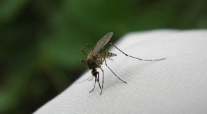 picaduras-mosquito